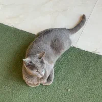 گربه نژاد دار پیدا شده