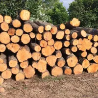 فروش چوب توسکا|مصالح و تجهیزات ساختمان|کلاچای, |دیوار