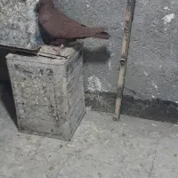 کفتر