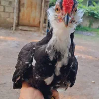 مرغ و خروس گلین