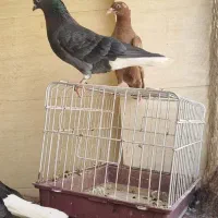 اشعل نر و جوجه دورگ
