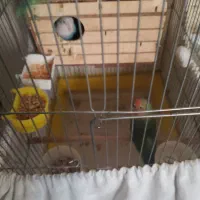 تعدادی پرنده