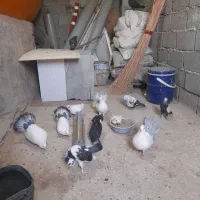 زینتی دم چتر انگلیسی رنگ کمیاب