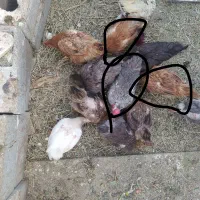 یک عدد خروس و تعدادی مرغ گلپایگانی و جهادی