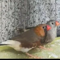 بلک بادی و بنگالی