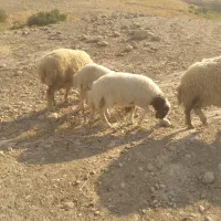 ۱۰عدد میش بره ب فروش میرسد