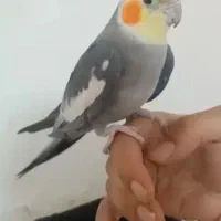 عروس هلندی طوسی سخنگو.و یجفت سفید مولد