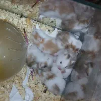 همستر فانتزی/وسایل همستر،
