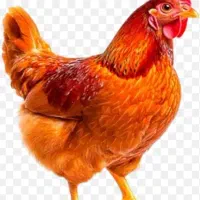 مرغ تخم گذار جوان