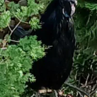 ایام سمانی اندونزی اصیل خروس و مرغ در حال تخم