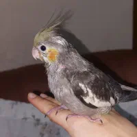 جوجه طوطی عروس