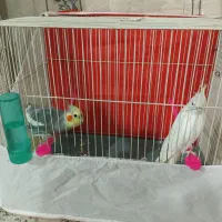 عروس هلندی