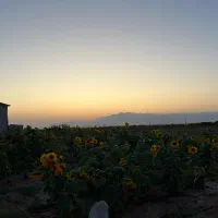 باغ-وزمین-کشاورزی
