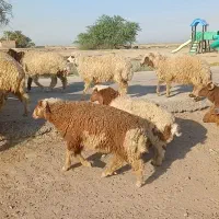 بره|حیوانات مزرعه|باوی, |دیوار