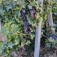 نـهـال بی‌اصــالـت نخرید
