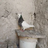 طوقی