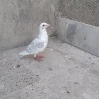 پشت گراف