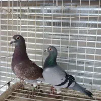 نرماده مسافتی با شناسنامه