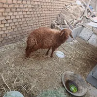 بره چاق داشتی خونگی|حیوانات مزرعه|امیدیه, |دیوار