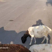 میش