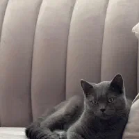 بریتیش نر