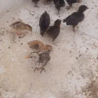 جوجه محلی