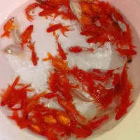 ماهی قرمز گلدفیش شکم تخم مرغی بزرگ