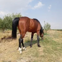 فروش اسب کرد ۵ ساله