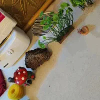 تزئینات آکواریوم و گیاه مصنوعی آکواریوم