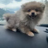 پامر خرسی توله