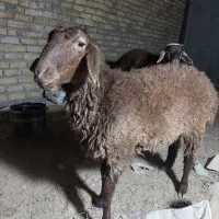 بره نرمغانی