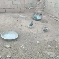 کفتر|پرنده|قائن, |دیوار