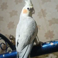عروس هلندی ۱۱ ماه،سخنگو