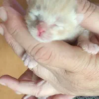 گربه|گربه|سبزوار, کوی بهار|دیوار