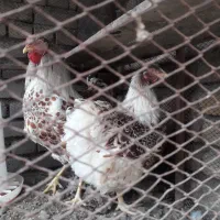 فروش مرغ و خروس  ویاندوت اسپالیش رد