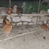 جوجه محلی مرغ و خروس قاطی ۵ ماهه