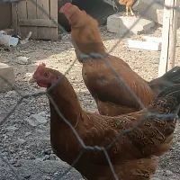مرغ و خروس لاری ومحلی