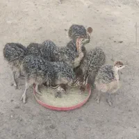 فروش جوجه شترمرغ