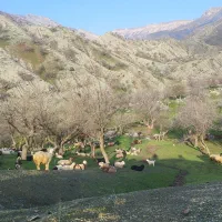 18عدد میش به سرقت رفته