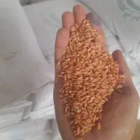 فروش گندم دیمه و آبی باران کوهدشت . باران .کریم