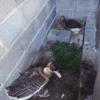 غاز کورچ و قوقاز غوغاز