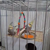 فروش یک جفت عروس هلندی جوان