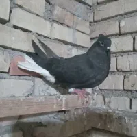 کبوتر ماده اشعل دمسفید ۱۶پر