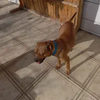 یک قلاده سگ پیت بول ماده|سگ|کرج, باغستان|دیوار