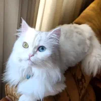 گربه بریتیش