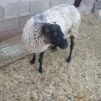 میش رومانف و بره لاکن