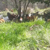 مرغ محلی اورگانیک پاک شده
