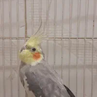 عروس هلندی نر آهویی