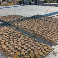ترخینه تازه و بهداشتی