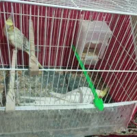 عروس هلندی